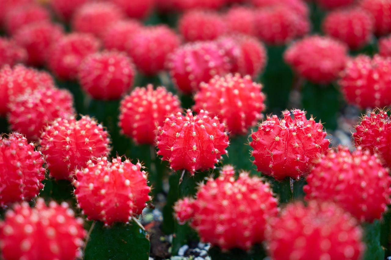 Image - cactus plant nature garden macro