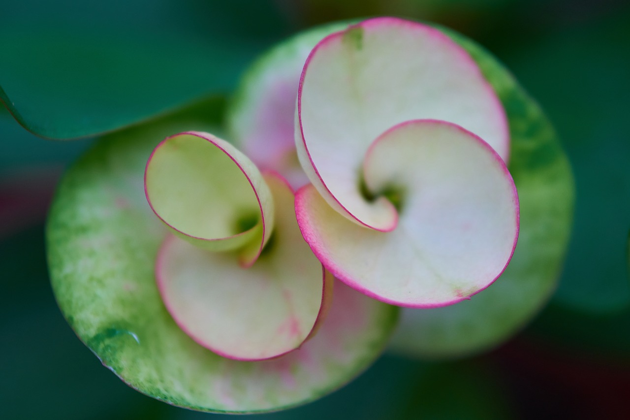 Image - flower macro nature plant color