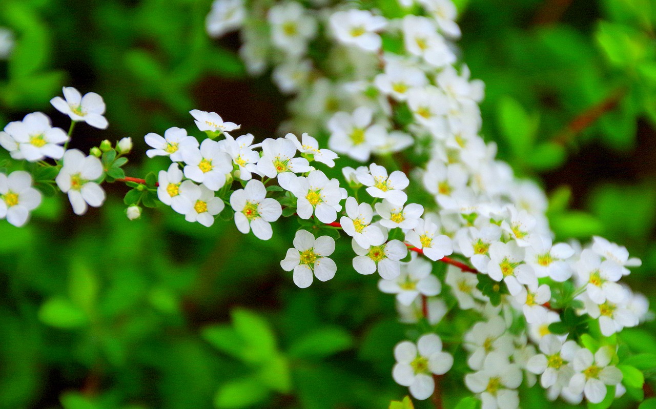Image - cherry spring flowers japan wood