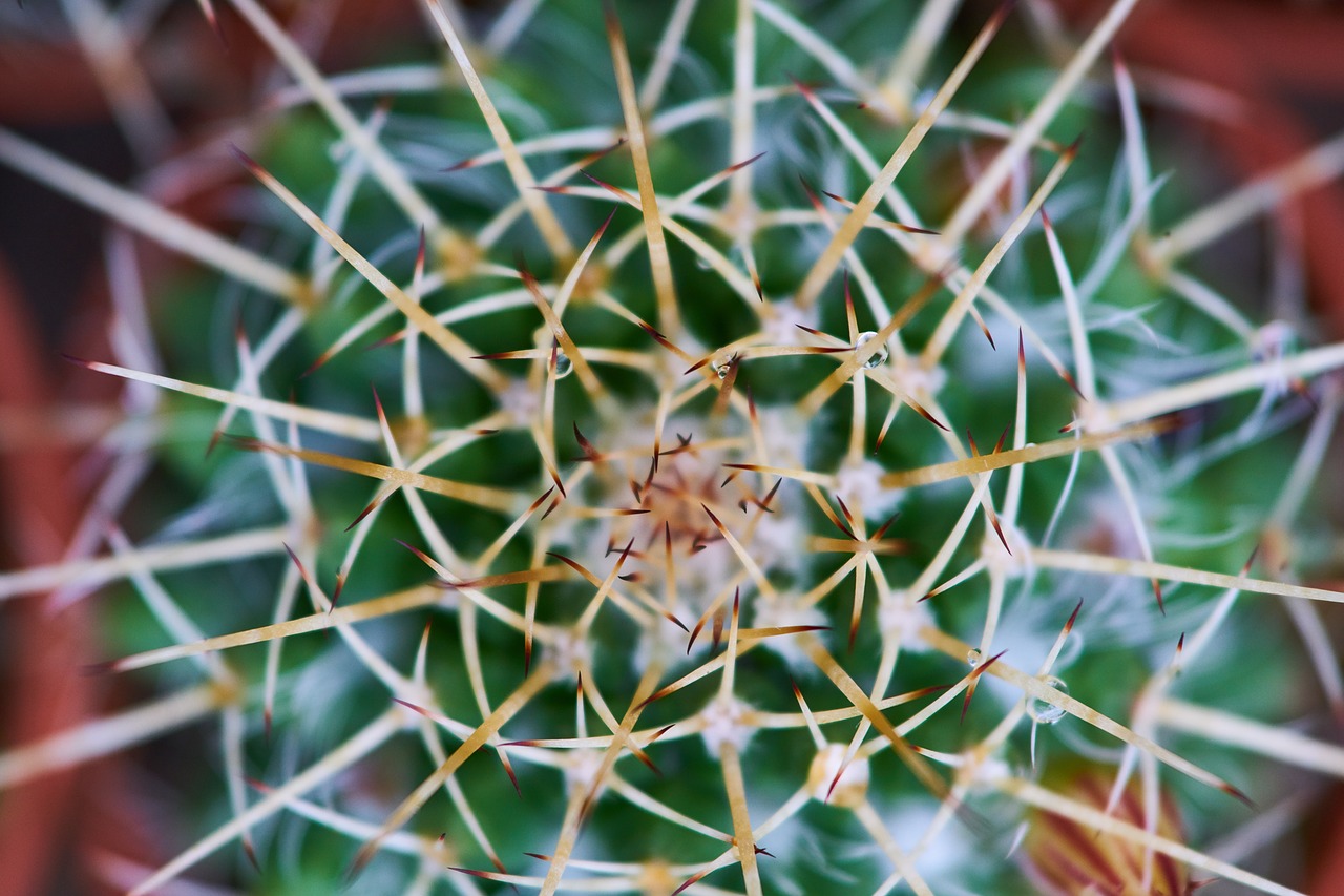 Image - cactus plant garden macro green