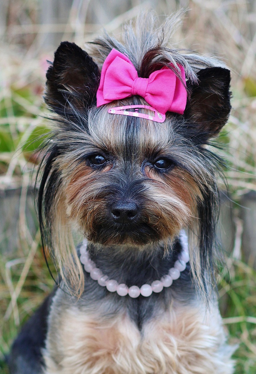 Image - yorkie pretty pink bow dog nice