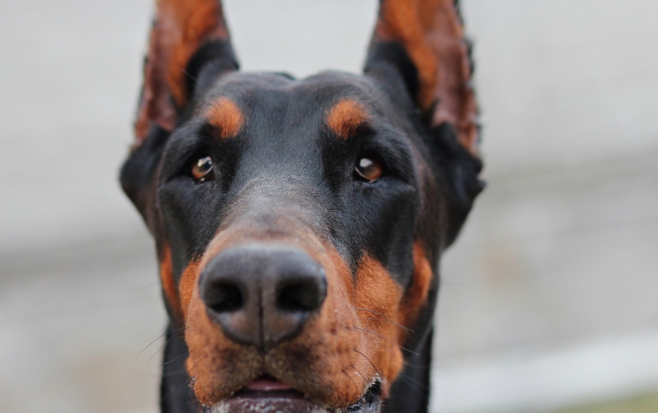 Image - doberman dog portrait facial eyes