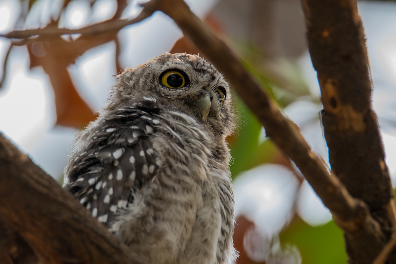 Image - the spotted owlet athene brama