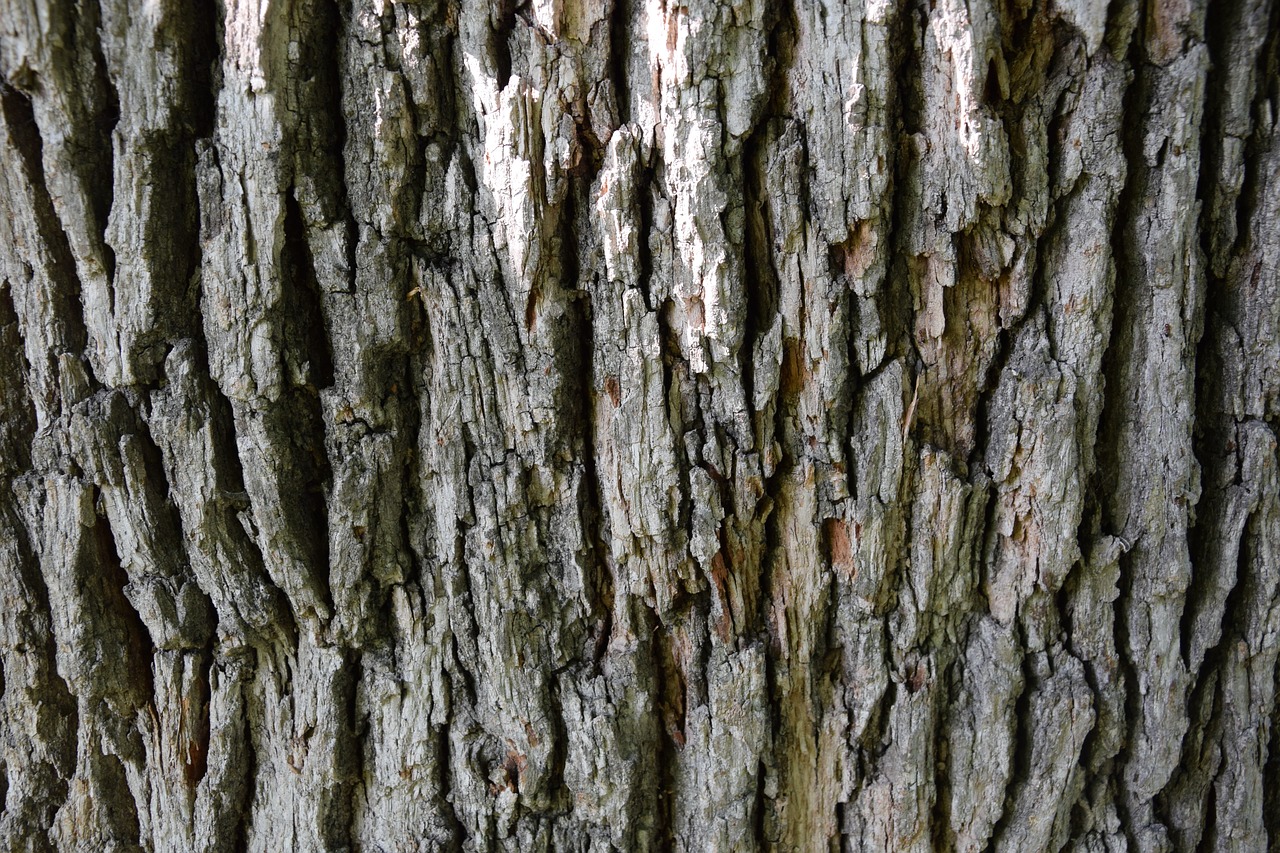 Image - bark wood texture material brown