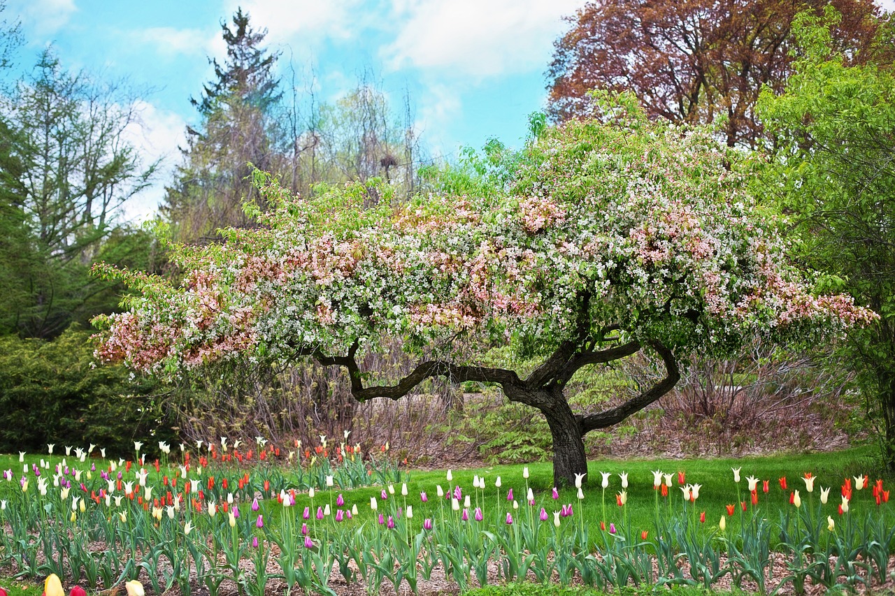 Image - spring pink flowers pink tree