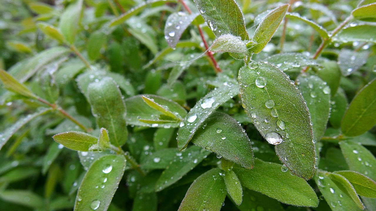 Image - foliage rosa drops of water plant