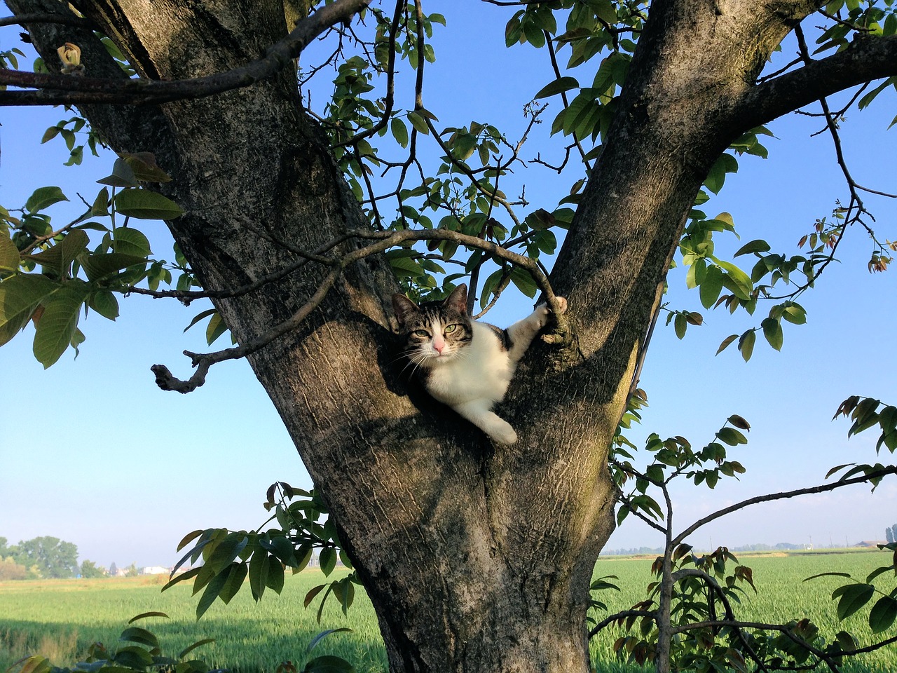 Image - cat tree campaign climbing feline