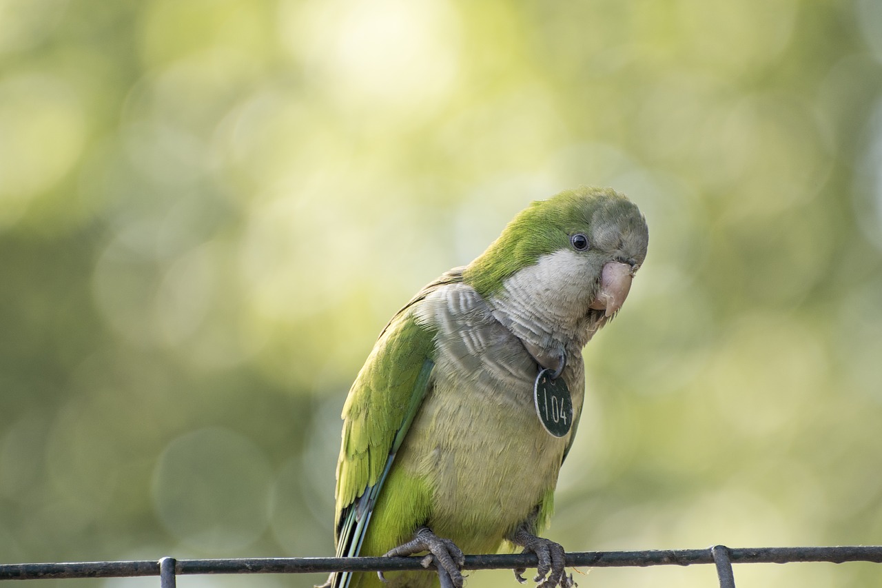 Image - birds parrot grey zoo