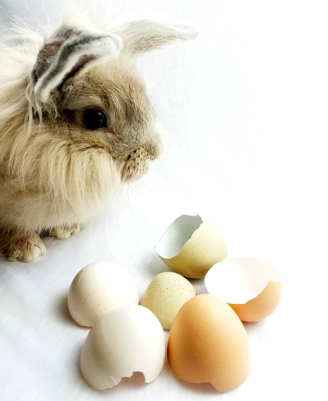 Image - bunny rabbit easter eggshells eggs