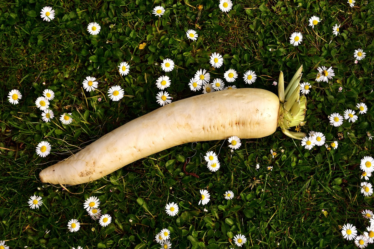 Image - radish raphanus white vegetables