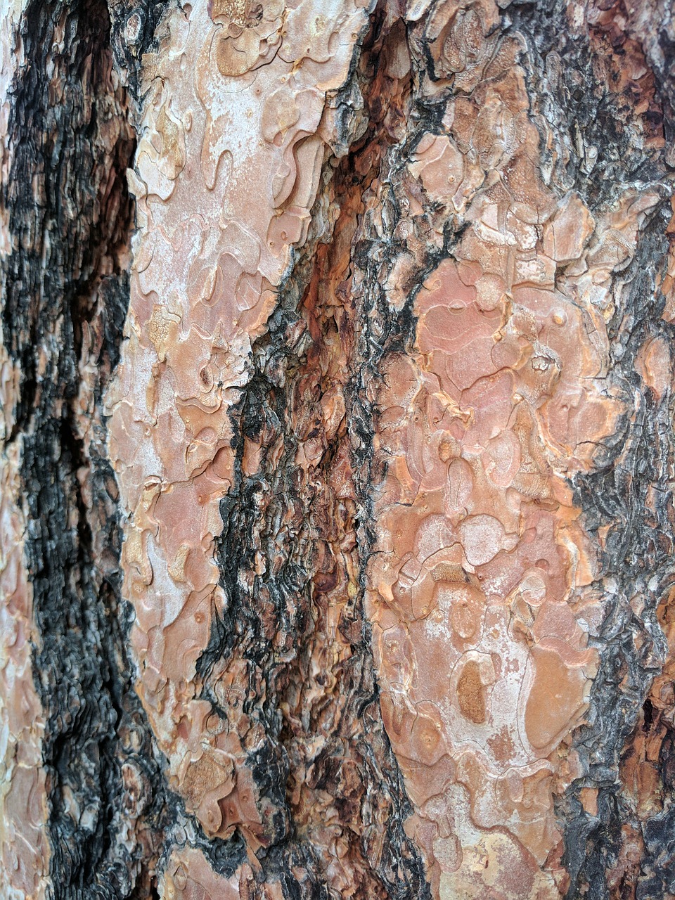 Image - bark texture rough nature tree