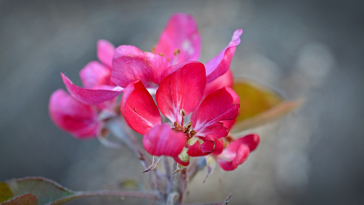 Image - apple blossom red flower apple tree