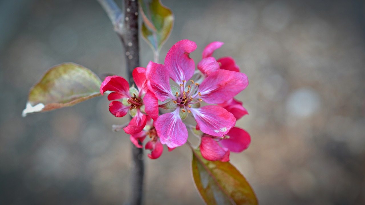 Image - apple blossom red flower apple tree