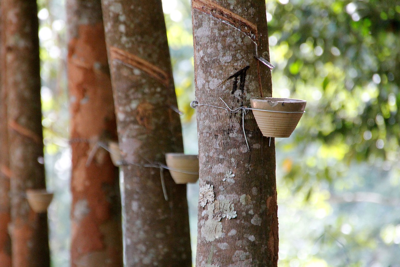 Image - resin resin extraction tree