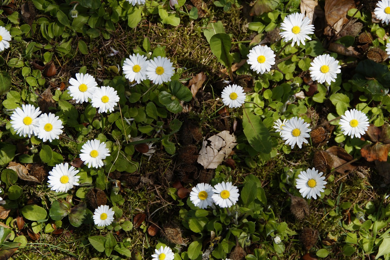 Image - daisy background structure texture