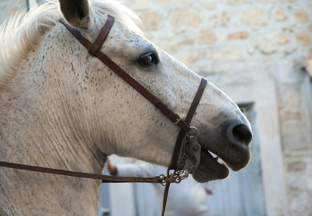 Image - horse camargue camargue race feria