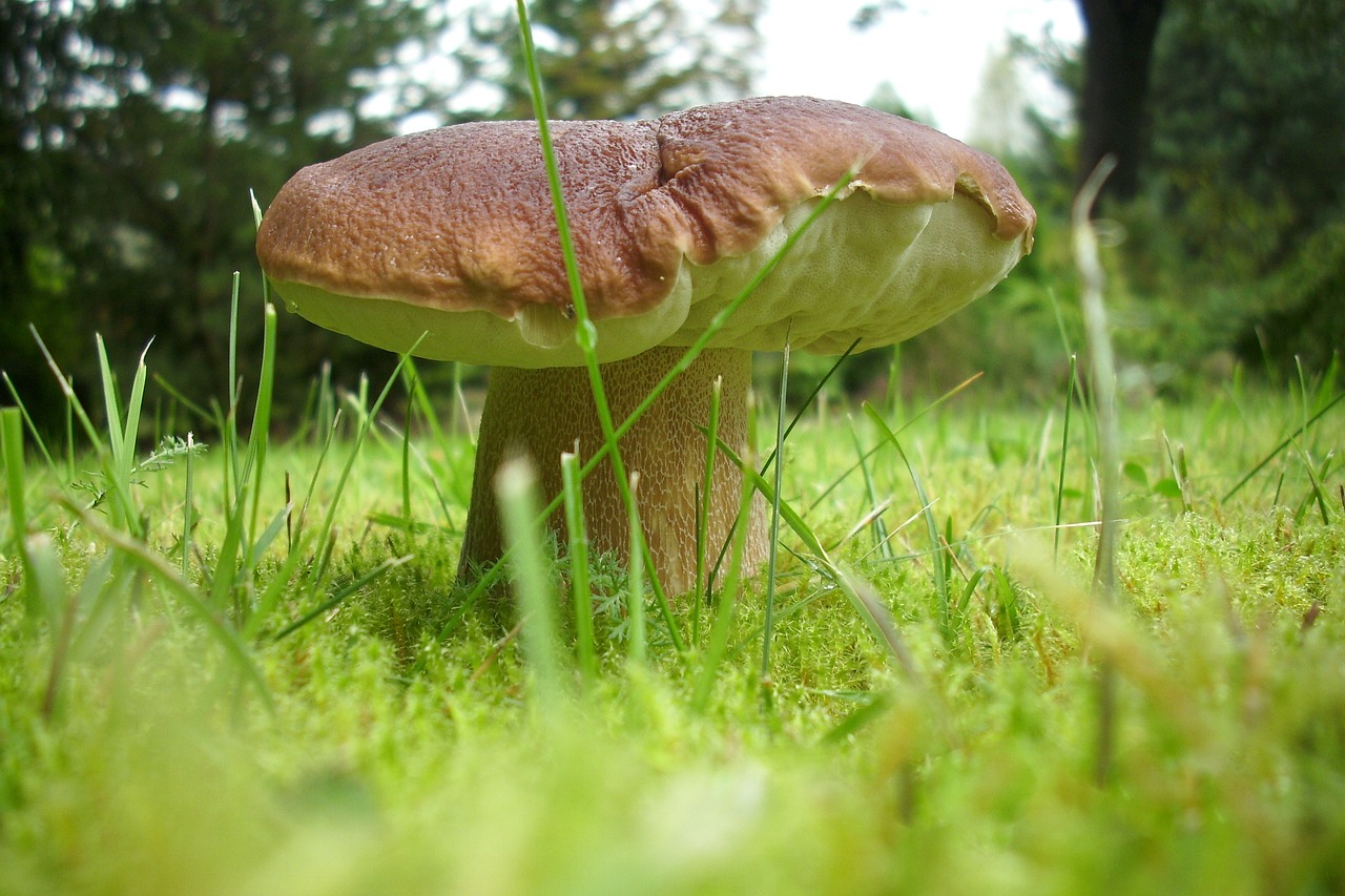 Image - mushroom cep autumn eat edible
