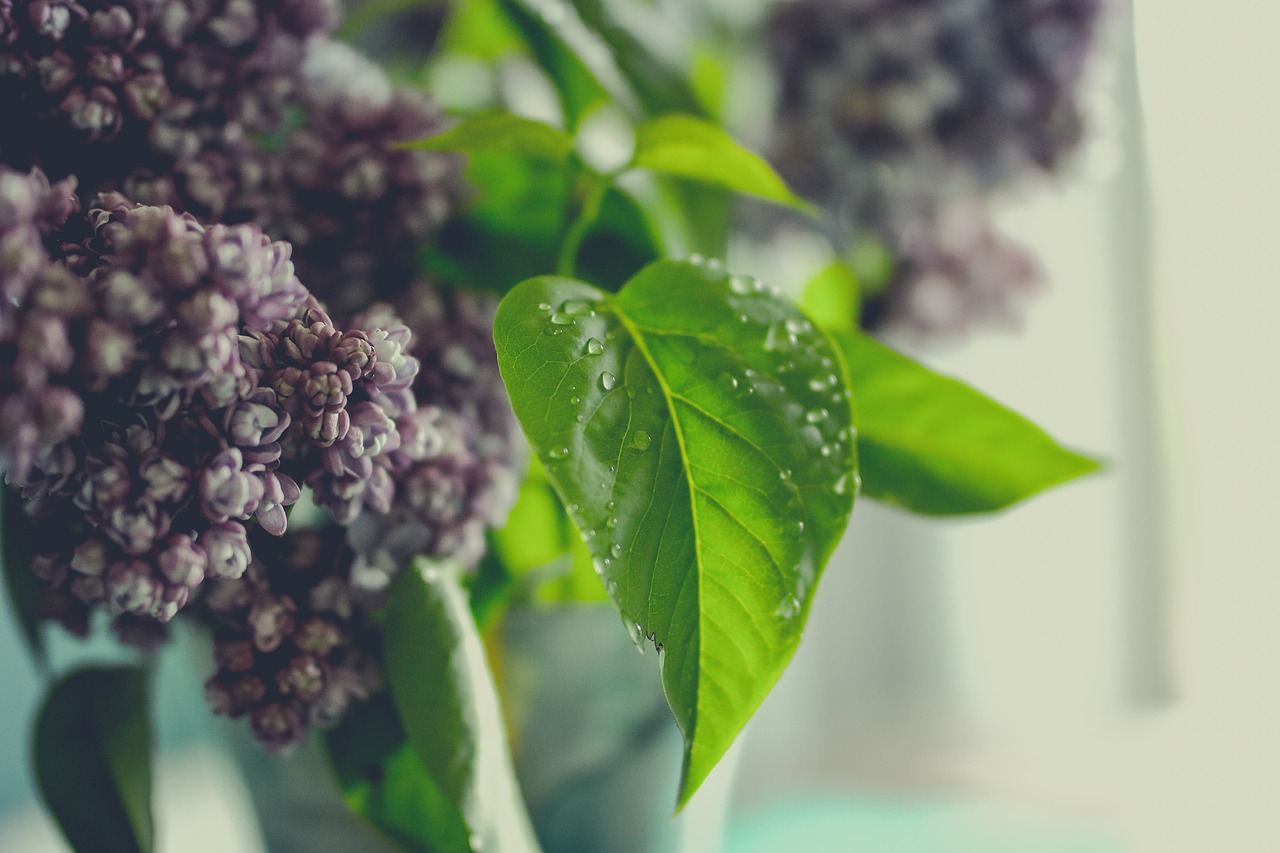 Image - lilac flower leaf green spring