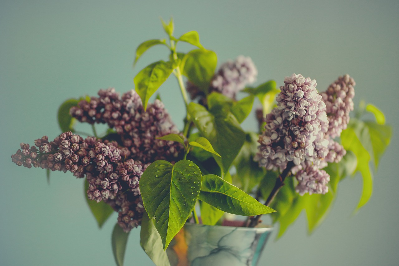 Image - lilac flower leaf green spring