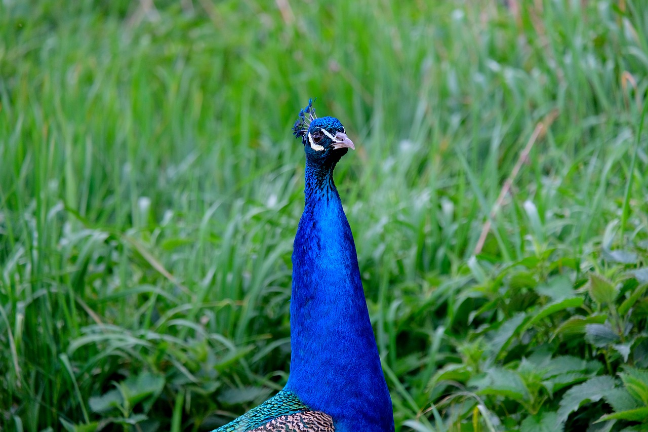 Image - peacock bird pride feather nature