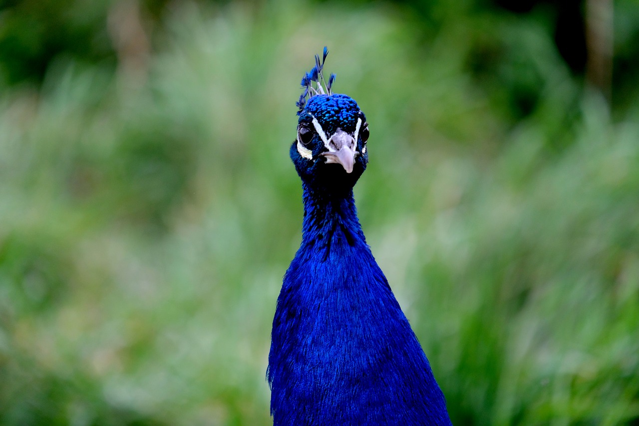 Image - peacock peacock head bird nature