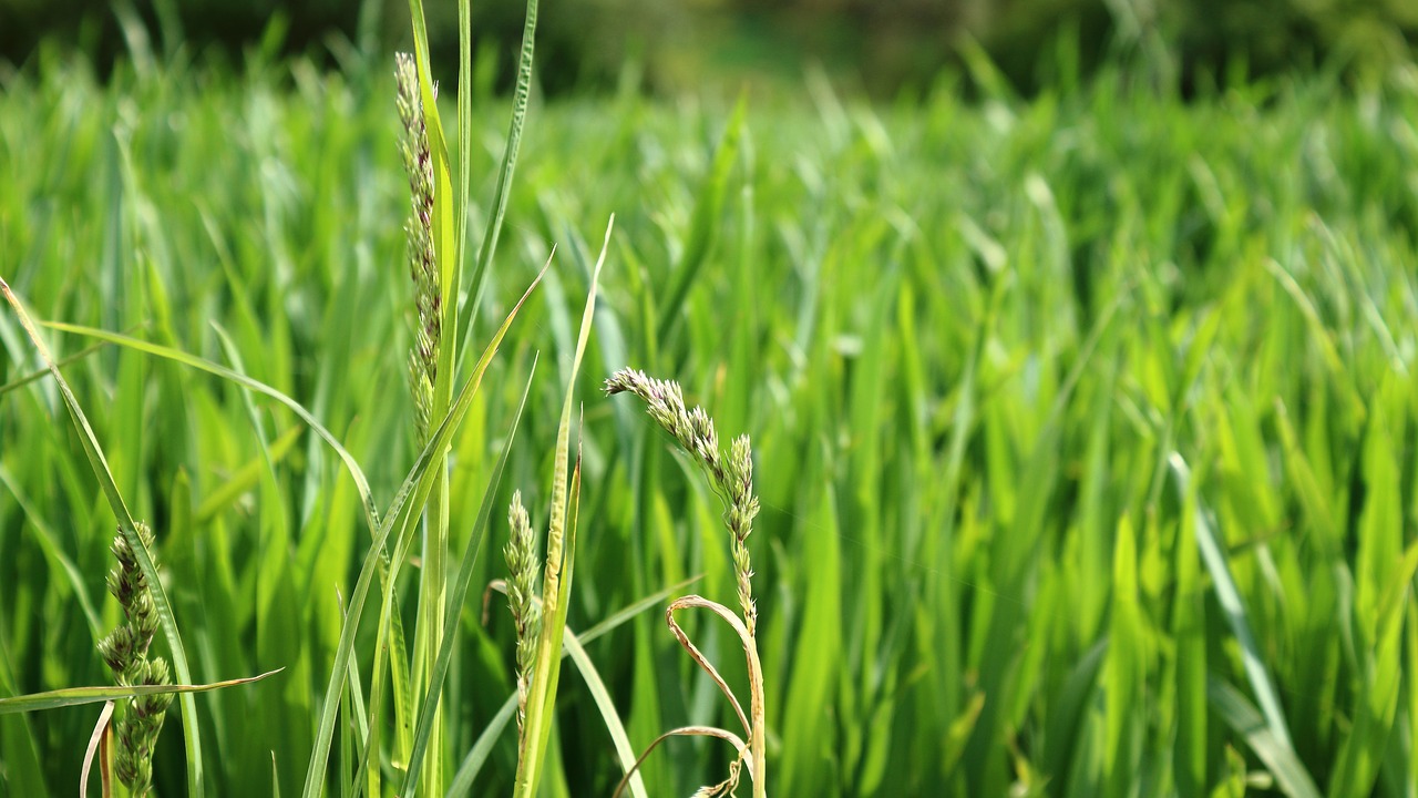 Image - ear grain green wheat nature