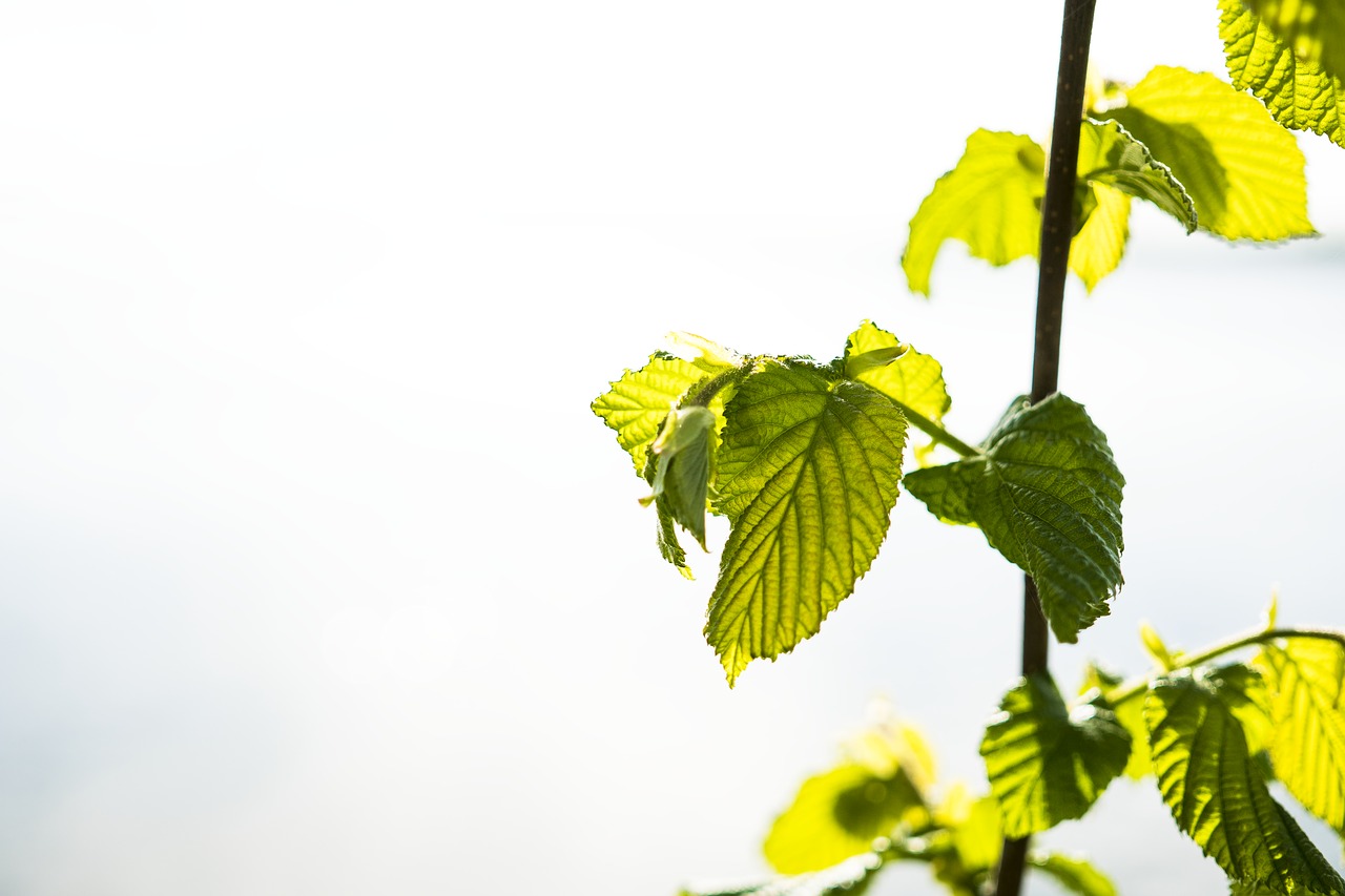 Image - banner leaves header close nature