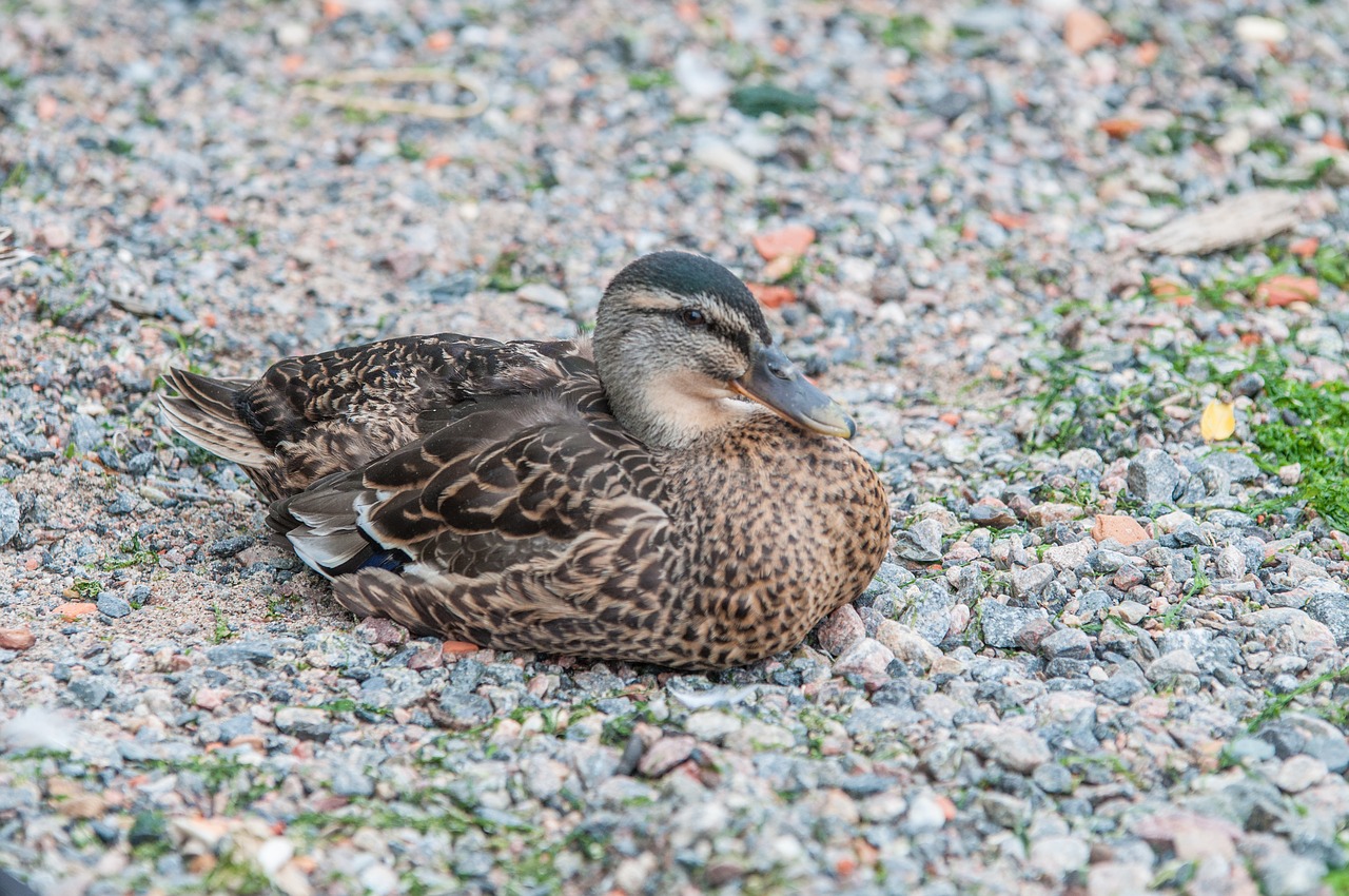 Image - duck feather animal world bird