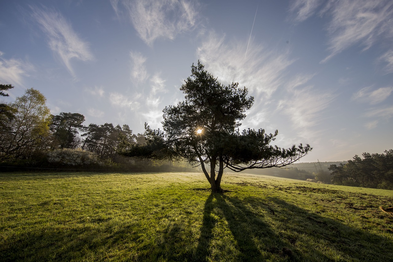 Image - tree nature beauty clouds log