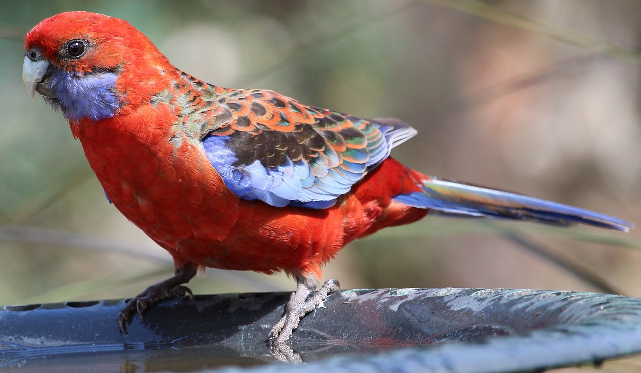 Image - rosella crimson rosella