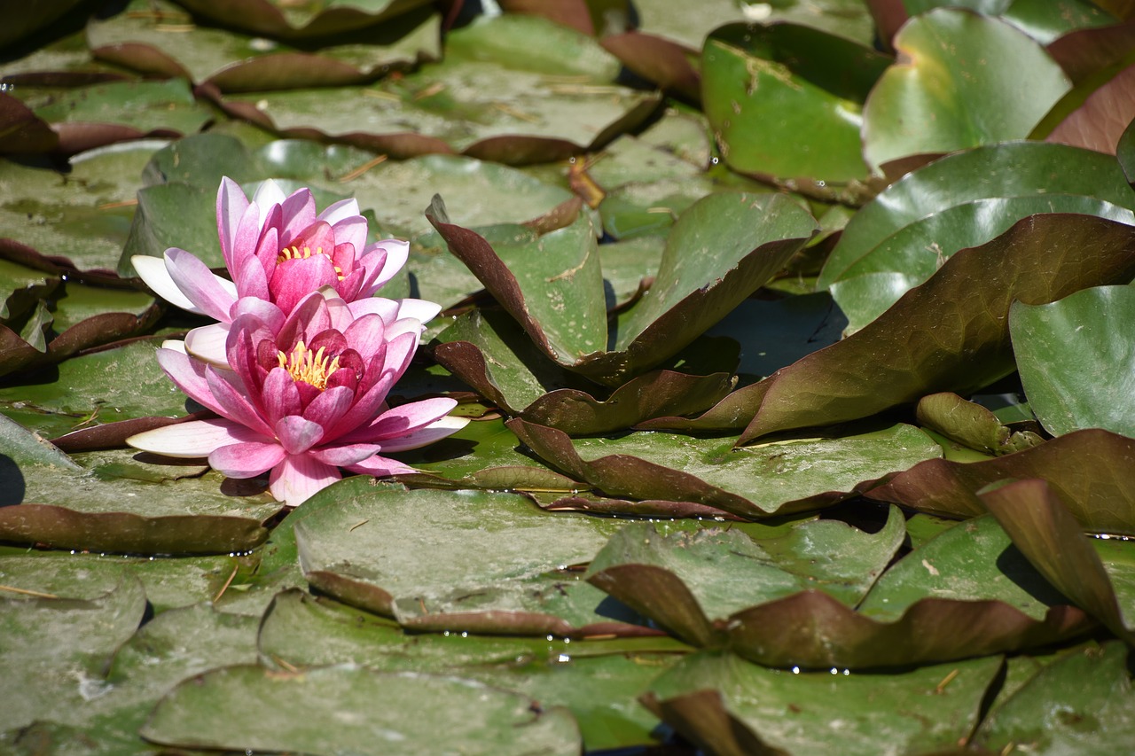 Image - yuyuantan park lotus