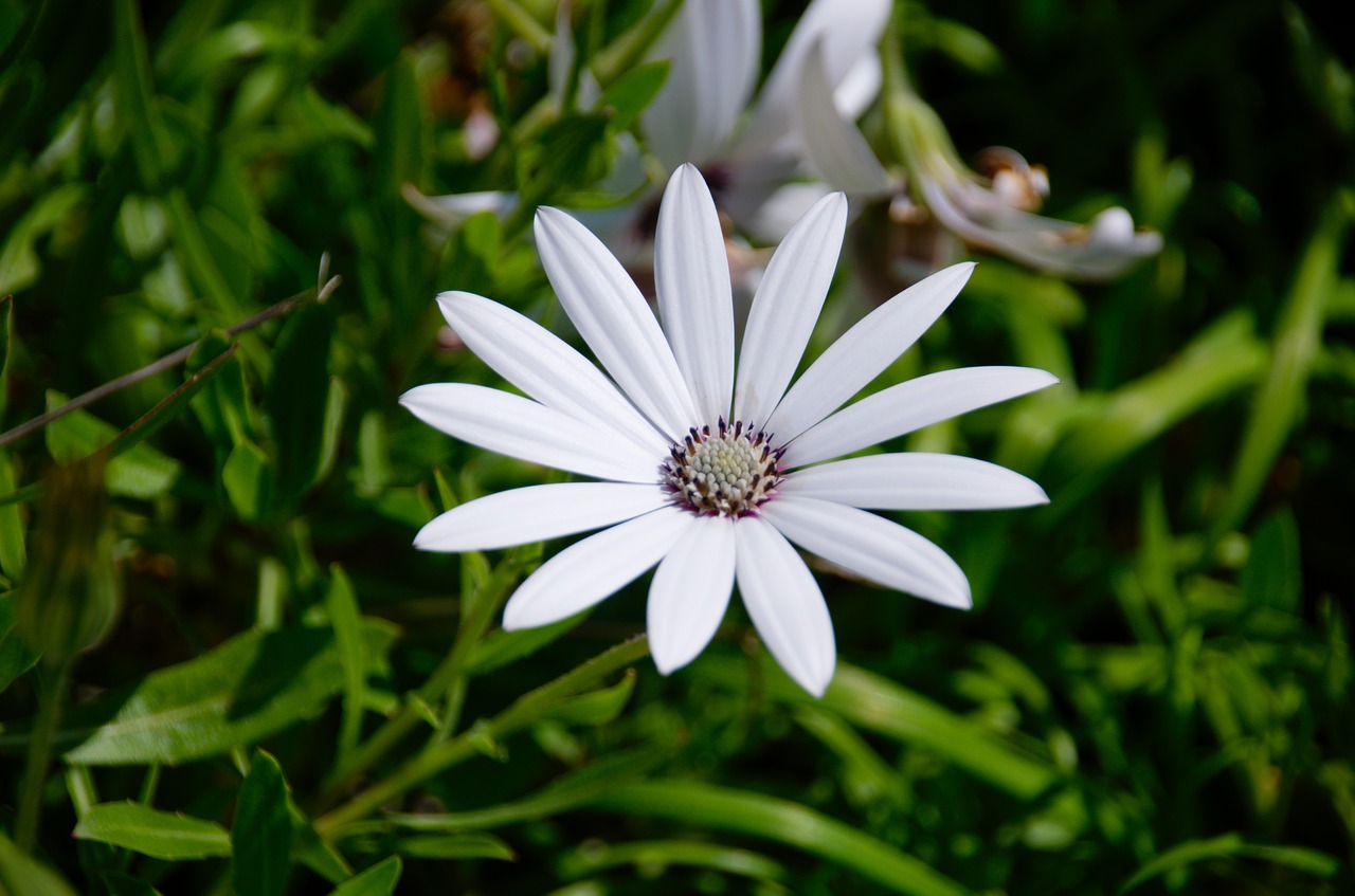 Image - basket of cape town flower flora