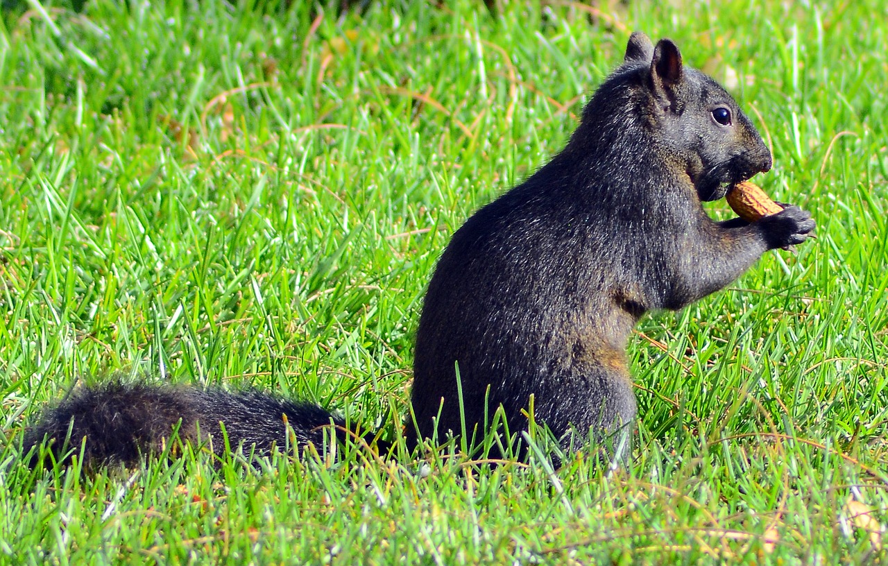 Image - squirrel animal adorable brown