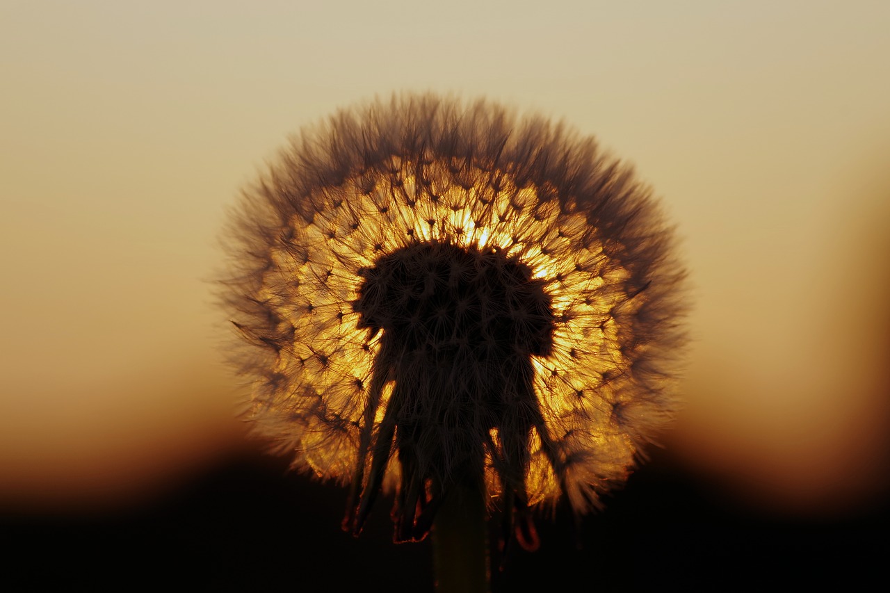 Image - dandelion sunset the sun west