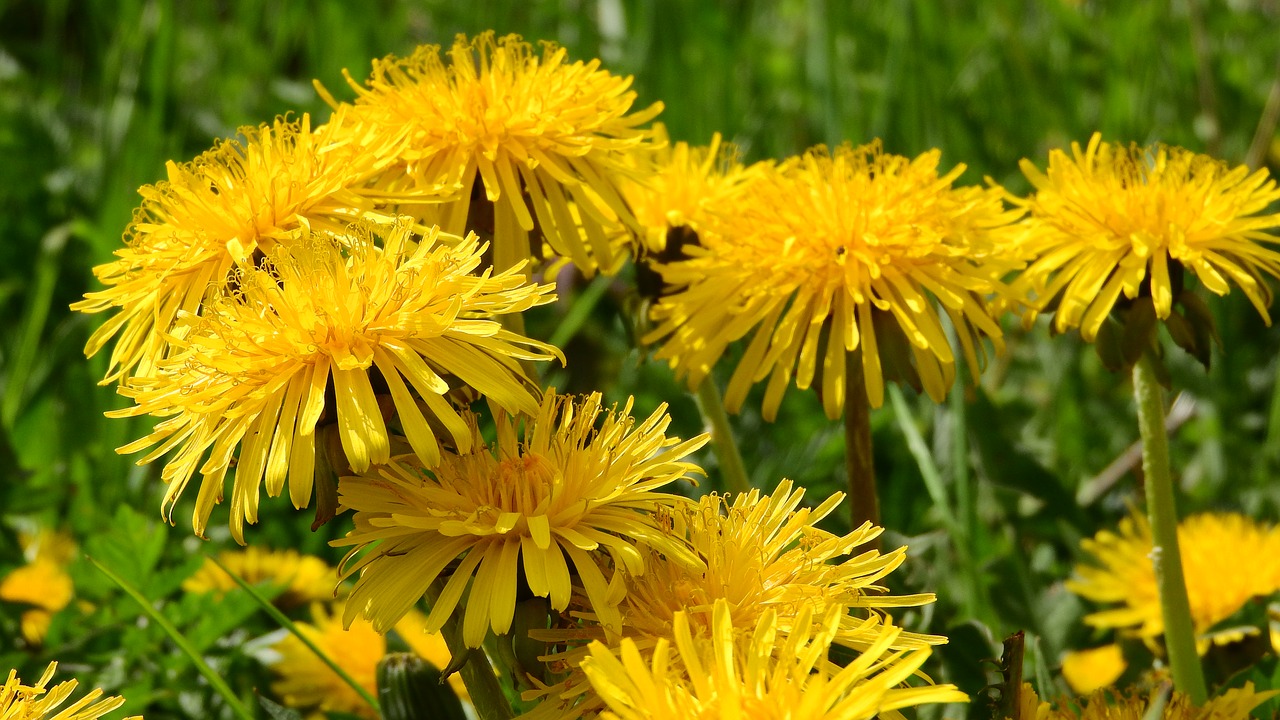 Image - dandelion cream of society