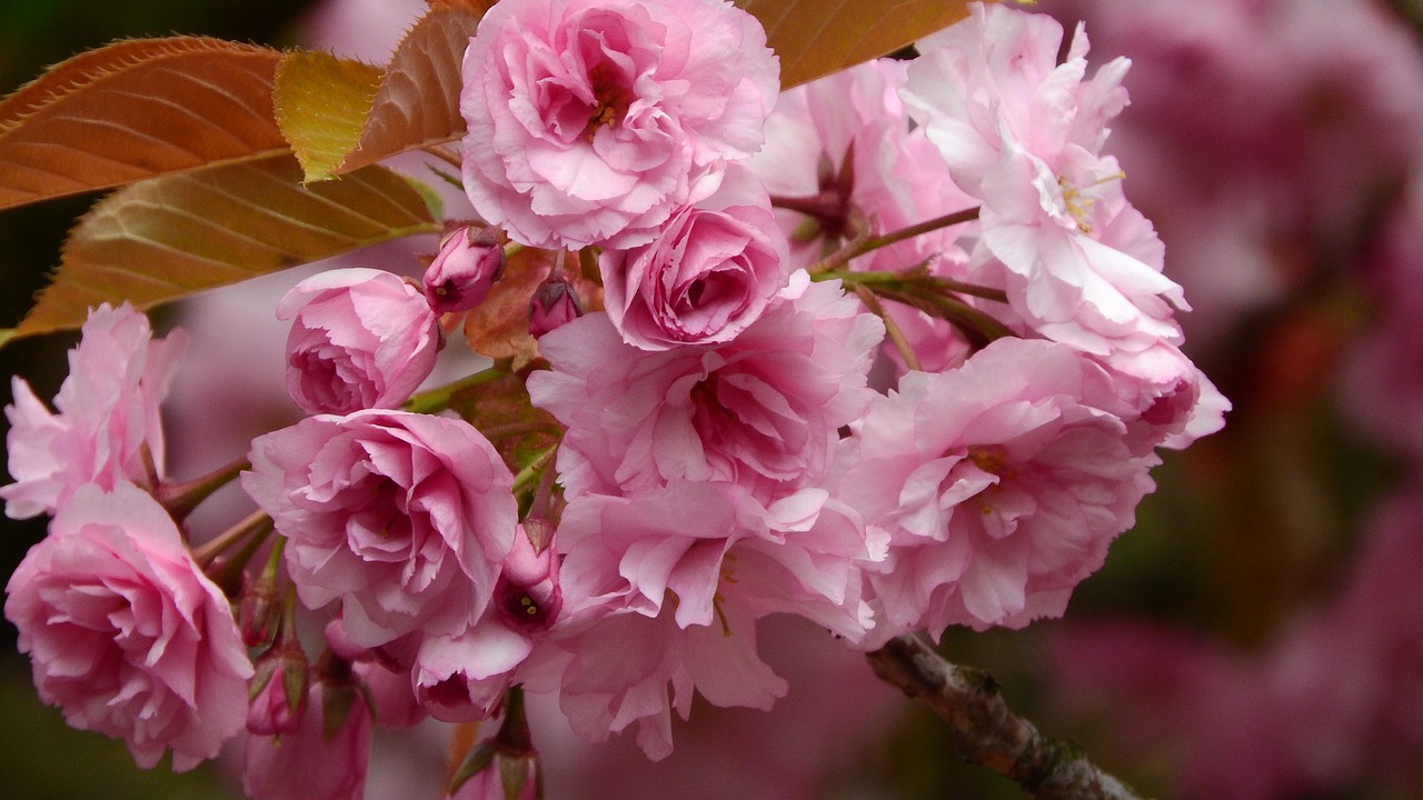 Image - sakura cherry an ornamental cherry