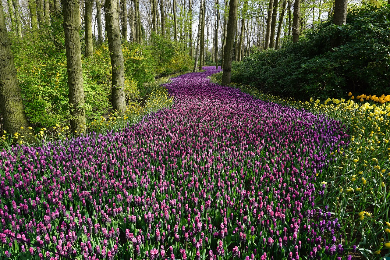 Image - flowers rock pink away plant