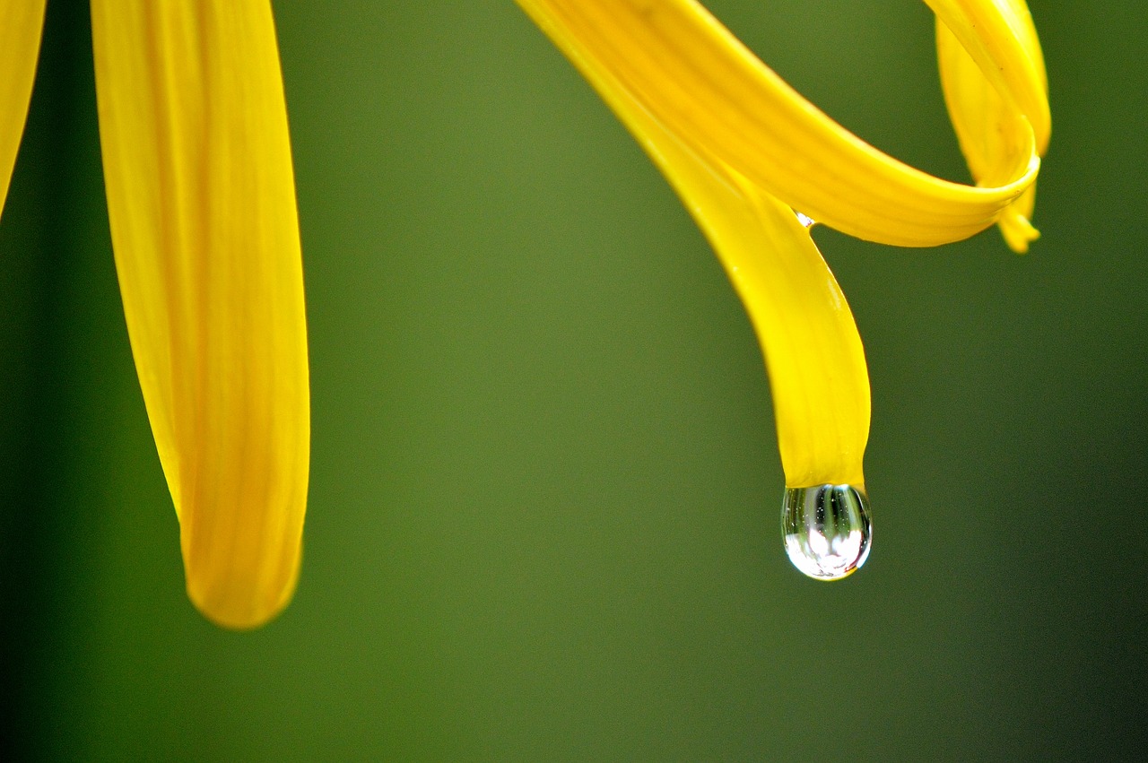 Image - flower yellow raindrop rain wet