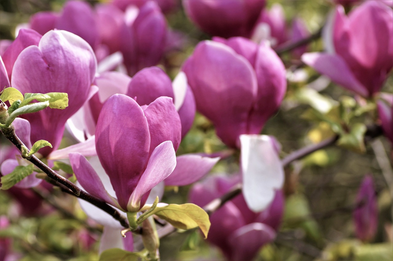 Image - magnolia tree spring flowering