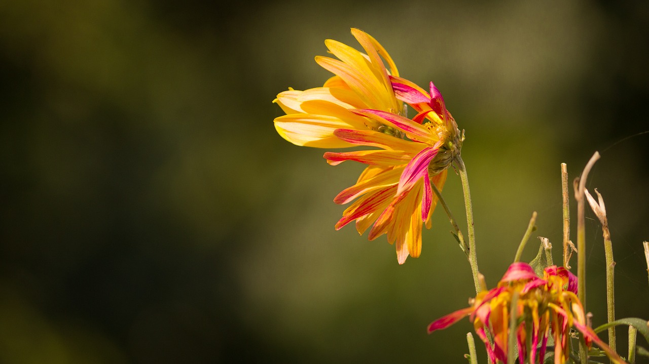 Image - withered flower withering mum