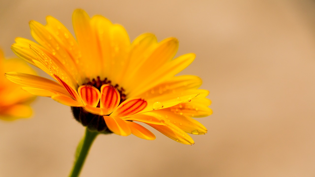 Image - calendula yellow calendula flower