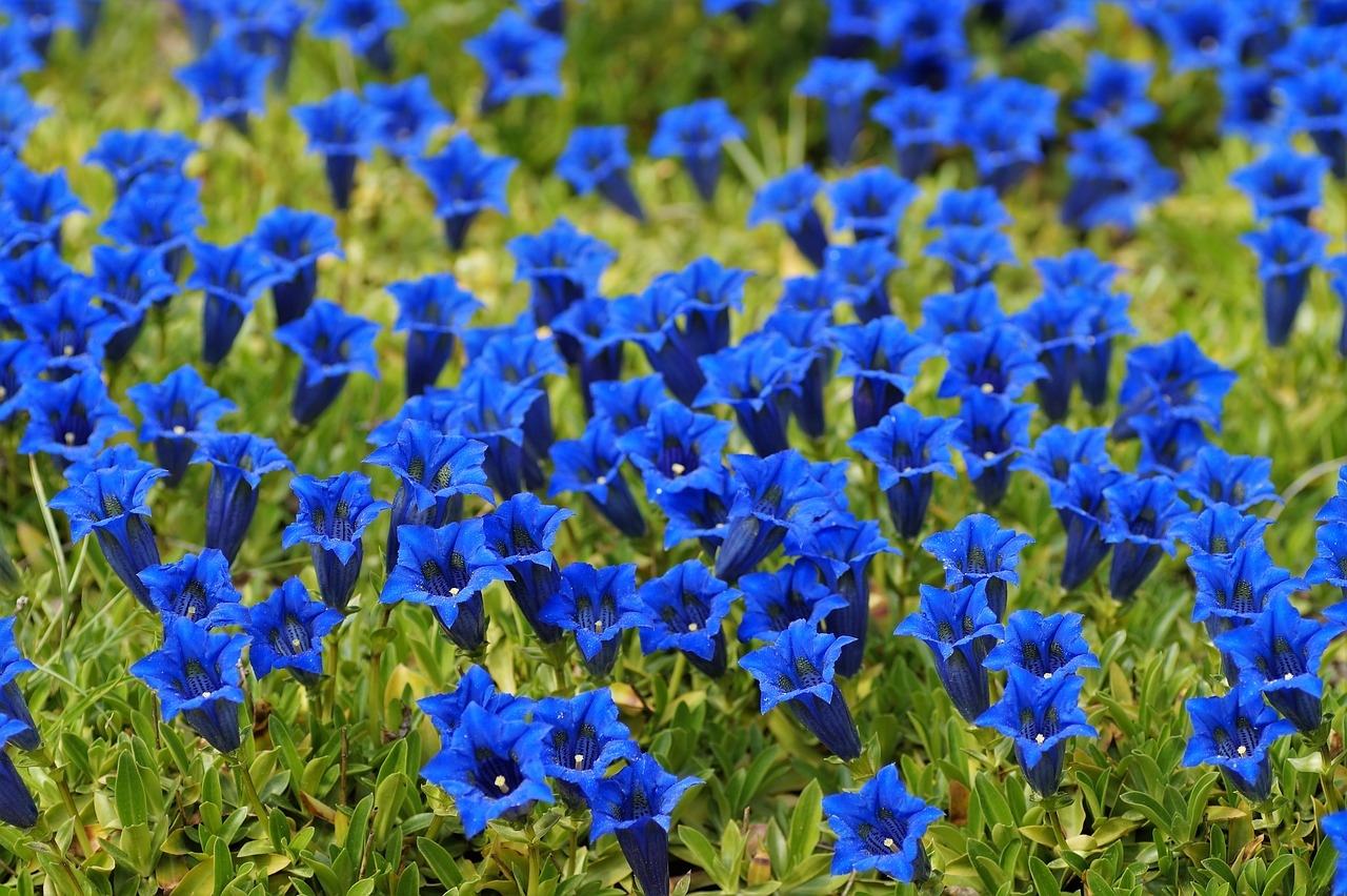 Image - gentian alpine mountain flower bell