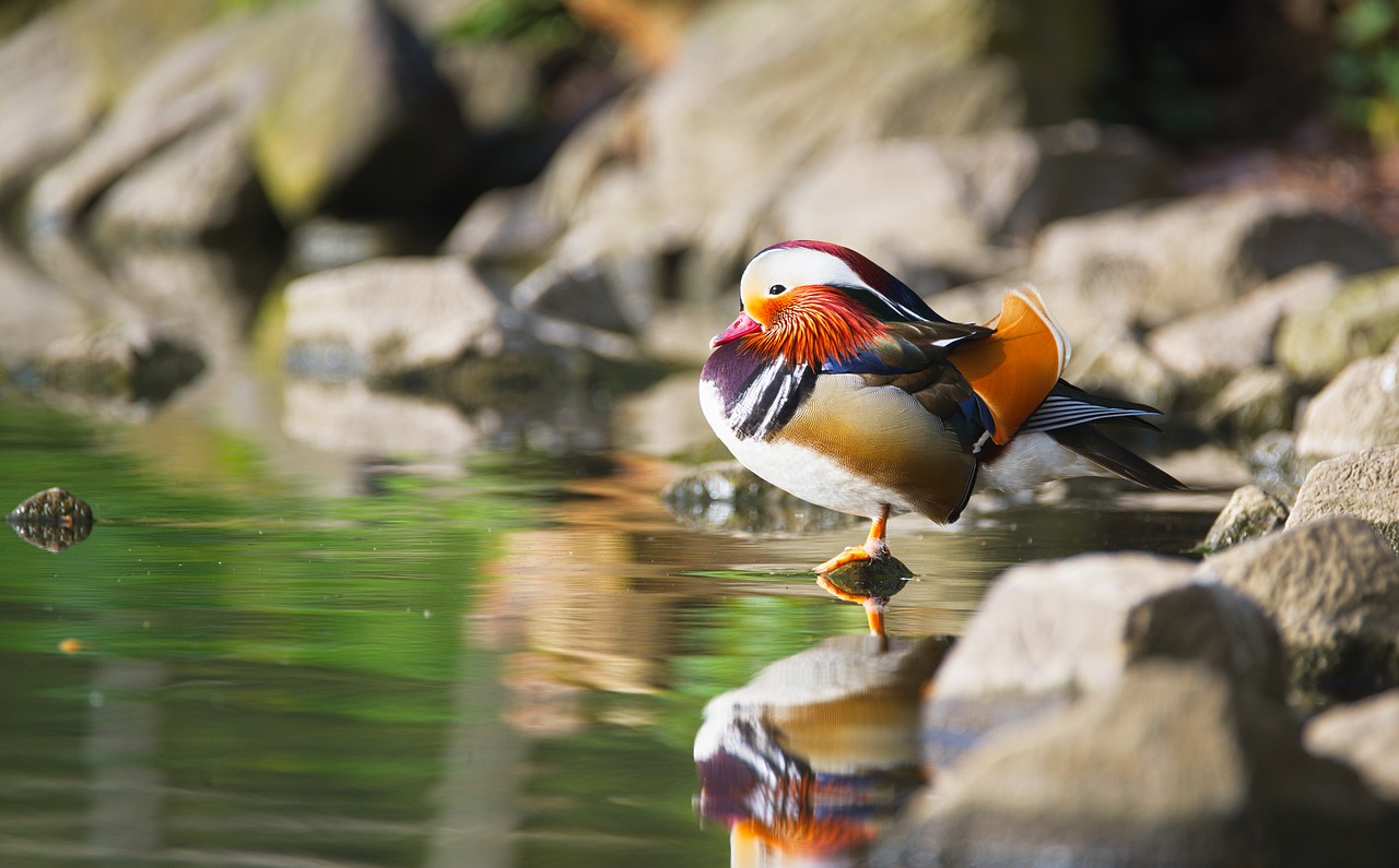 Image - duck mandarin ducks bird water bird