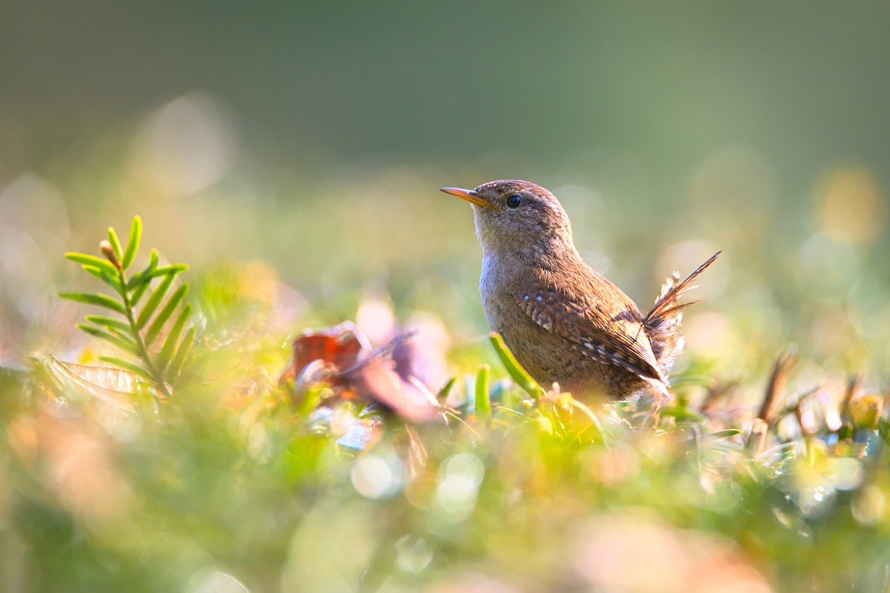 Image - wren bird small bird garden nature