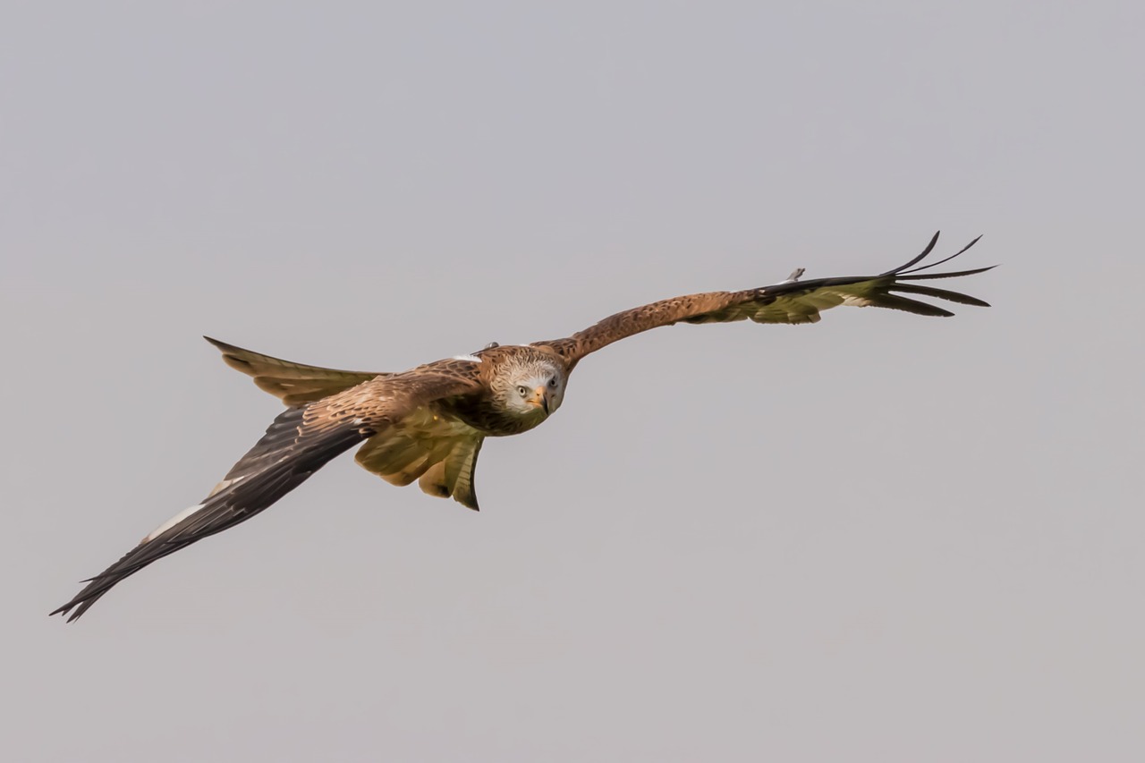 Image - red tailed kite bird wildlife