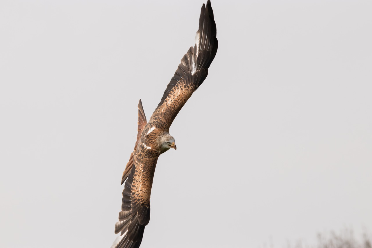 Image - red tailed kite bird wildlife