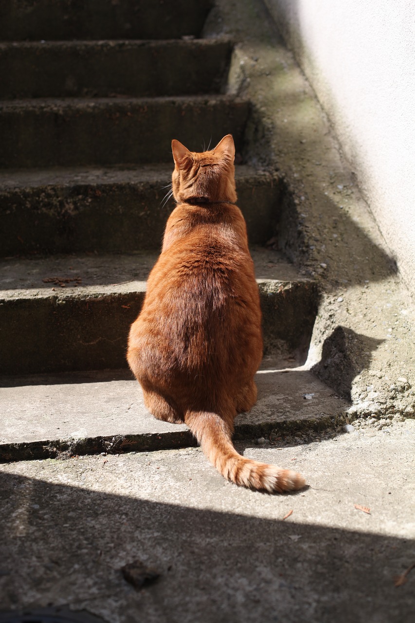 Image - cat roux staircase