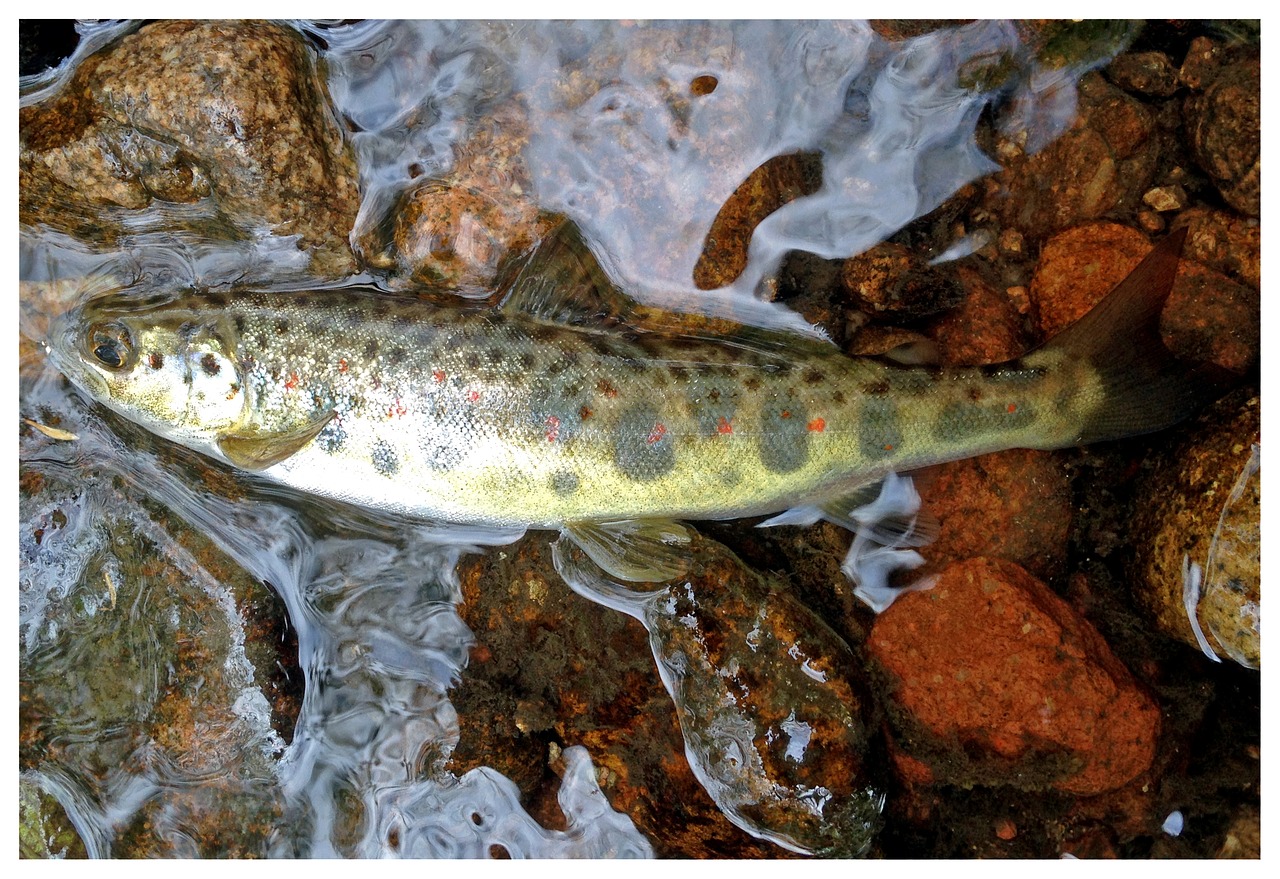 Image - tacon fishing nymph salmon