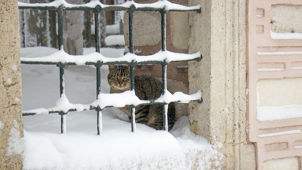 Image - cat railing snow