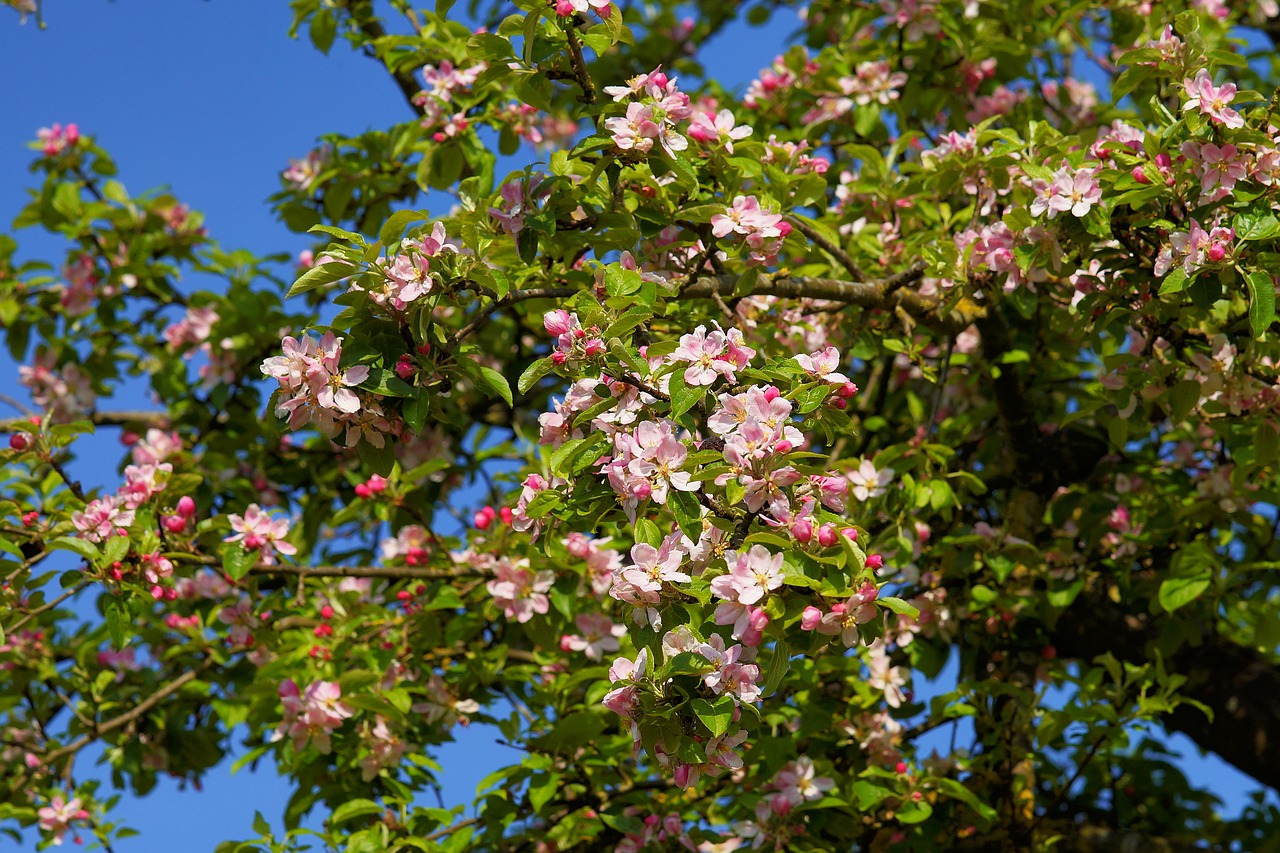 Image - apple tree blossom apple tree